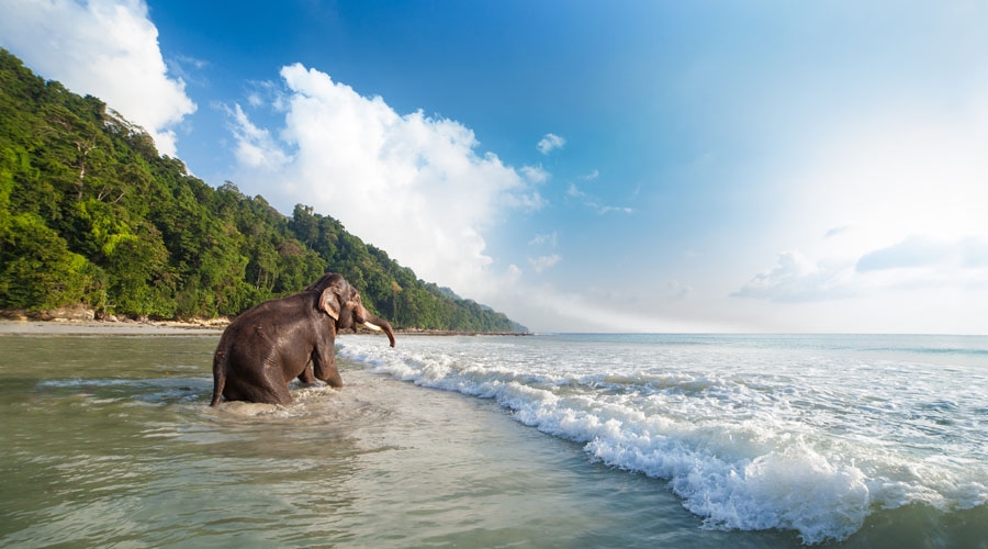 DAY 03 -Havelock – Elephant Beach